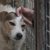 Le futur refuge pourra accueillir davantage d'animaux et dans des conditions plus adaptées.